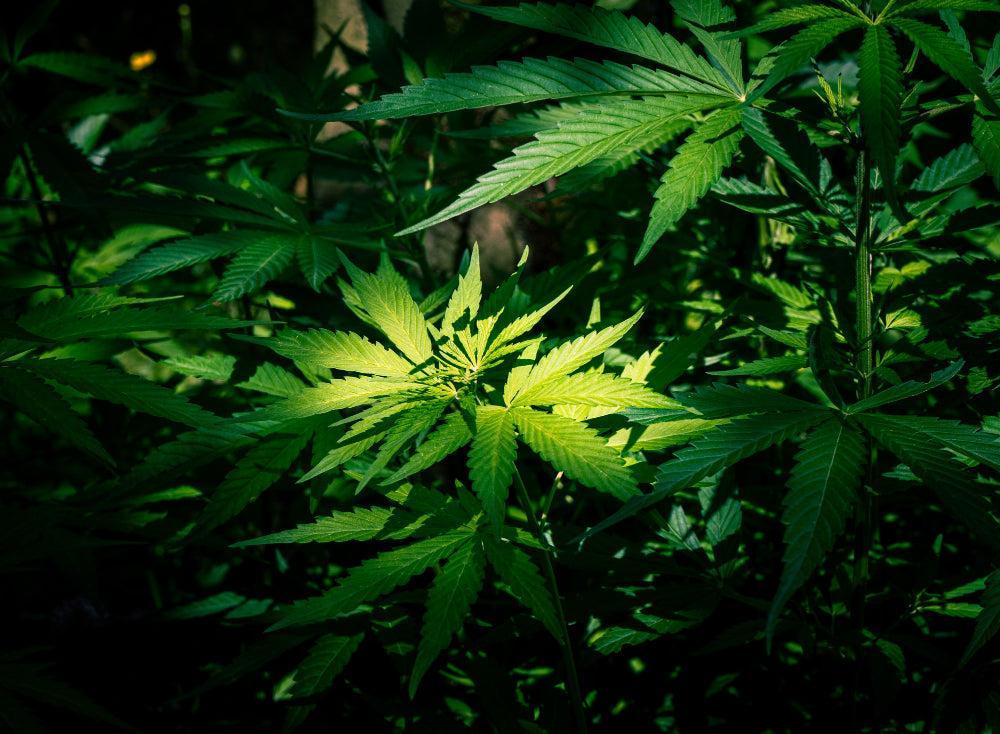 Βέλτιστη υγρασία για τη βλάστηση σπόρων Cannabis-Canapuff