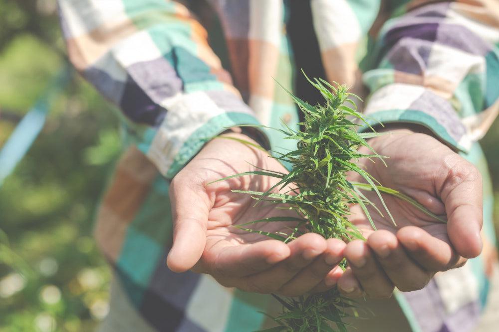 Guide ultime des produits Cannabis | Choisis le meilleur-Canapuff
