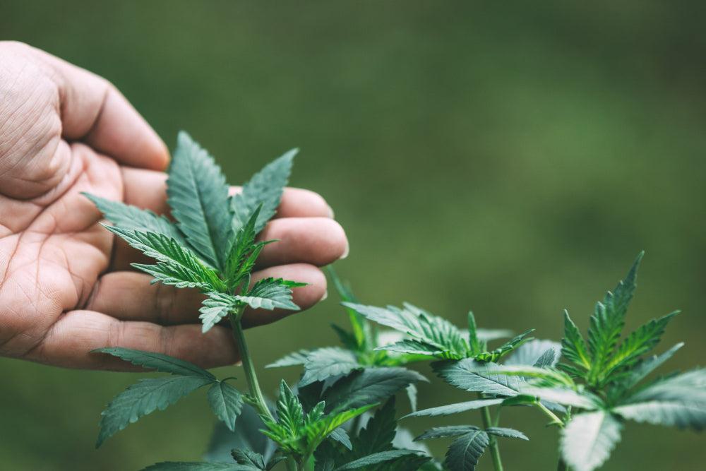 Conditions idéales pour les graines de Cannabis : un aperçu-Canapuff