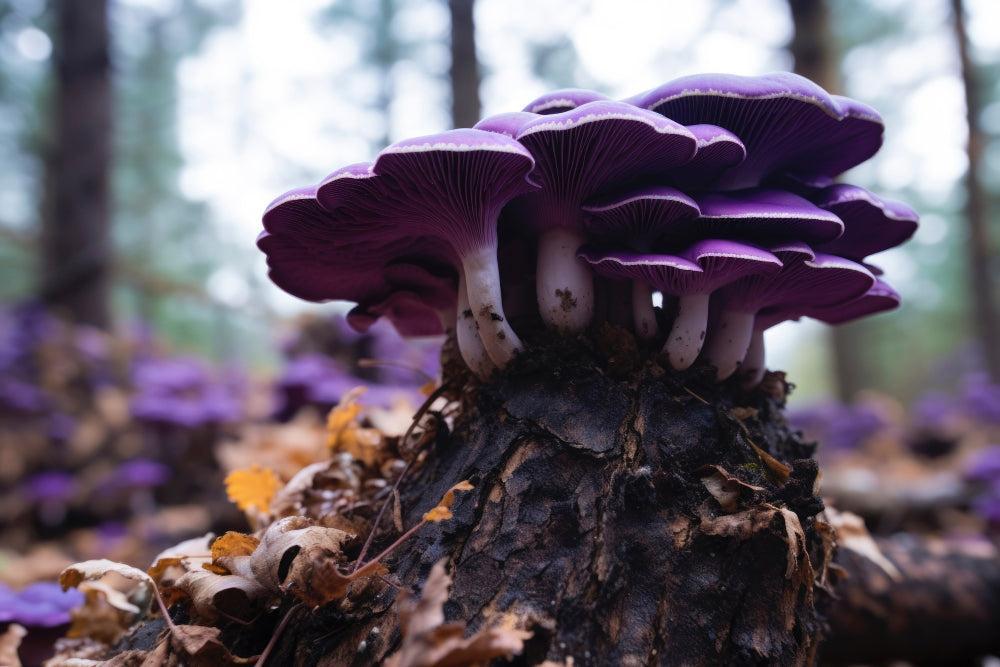 Magic Mushrooms: Voordelen, Risico's en Veilige Gebruiksaanwijzing-Canapuff