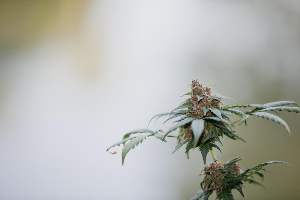 Φυτό Cannabis