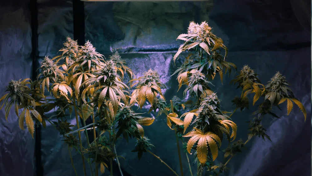 Qu'est-ce que le CBDP : un cannabinoïde rare