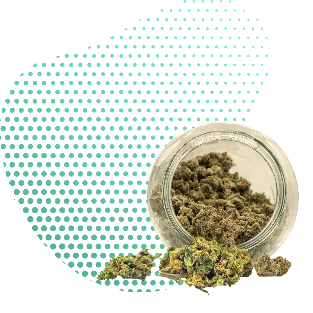 THC-JD