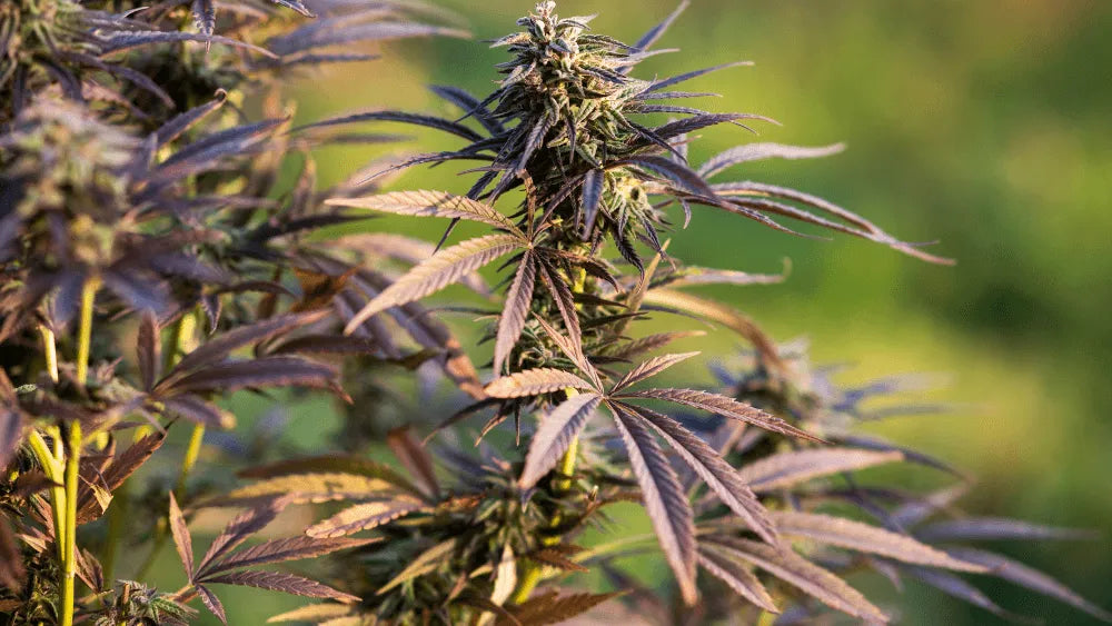 Επιδράσεις και Οφέλη THC-JD