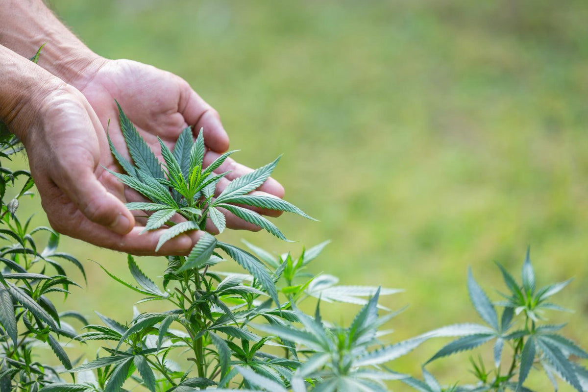 De kunst van het trimmen van Cannabis: Een gids voor technieken en verzorging-Canapuff