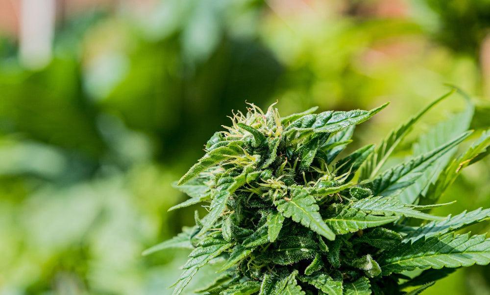 THC Edibles: Benefits, Safety, and Top Gaming Strains-Canapuff