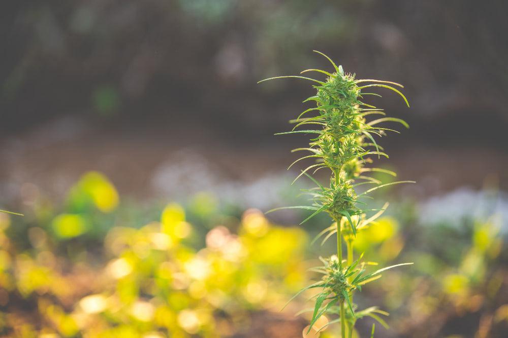 Φυτό Cannabis