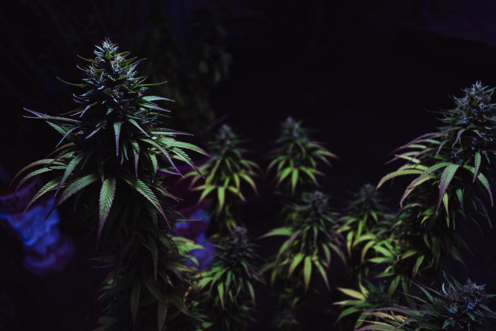Meilleurs conseils pour planter et conserver les graines de Cannabis-Canapuff