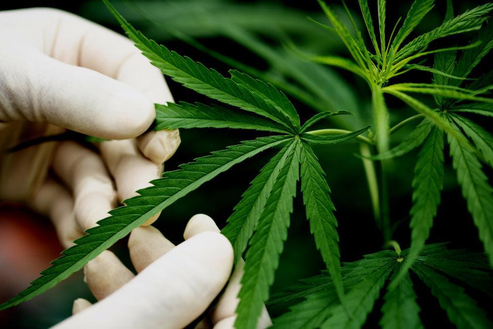 Foglie di Cannabis