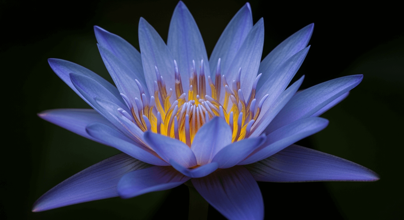 Efeitos da Flor de Lótus Azul: Como Funciona, Como Fumar e Como Se Sente