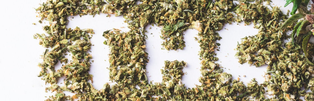 Dried cannabis flower arranged on white background with green plant leaf detail