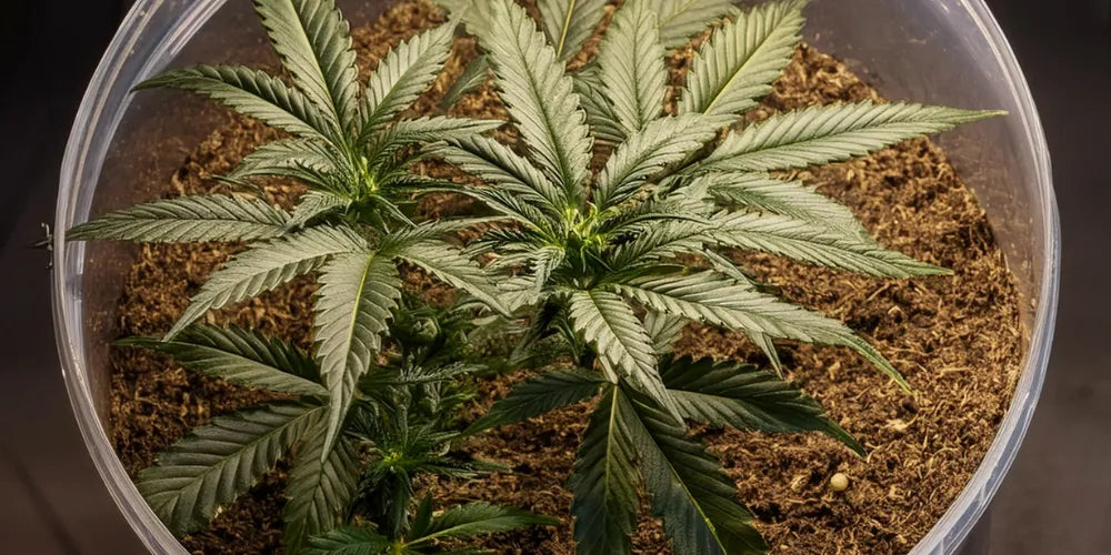 Maximaliseer Cannabisopbrengsten: Gids voor Greenhouse Seeds-Canapuff