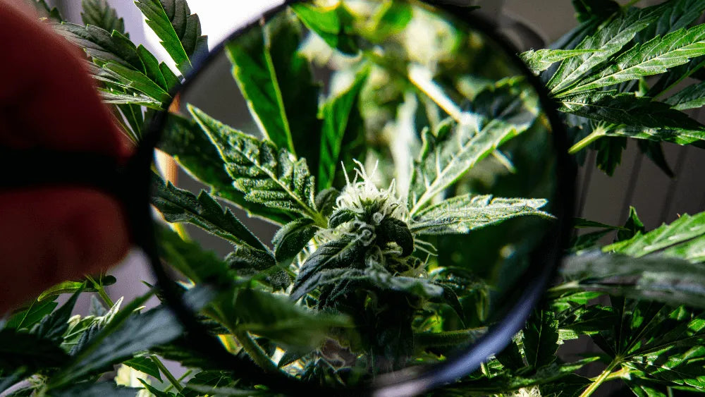 Benefici e rischi del THC-B