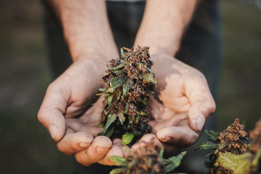 Cannabis