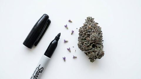 Permanent Marker Strain: Genetics, Effects & Terpene Profile